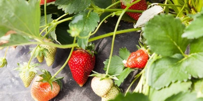 Как в Краснодарском крае выращивают клубнику для ВкусВилла