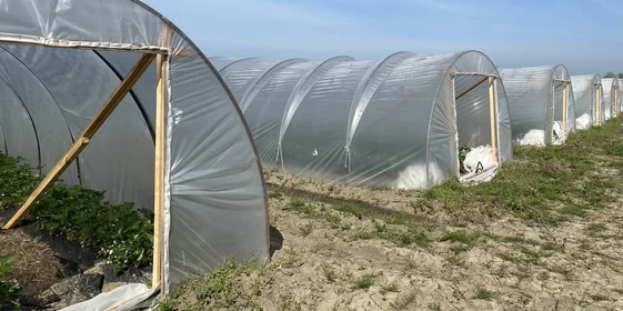 Теплица для выращивания клубники, которую тут называют «балаганом»