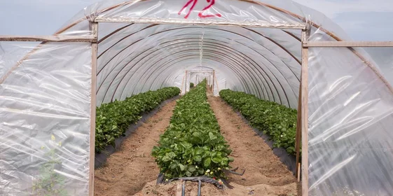 Теплица для выращивания клубники, которую тут называют «балаганом»