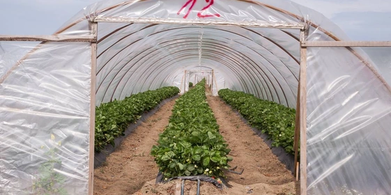 Теплица для выращивания клубники, которую тут называют «балаганом»