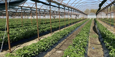 Теплица со снятой плёнкой из-за снегопада 2021