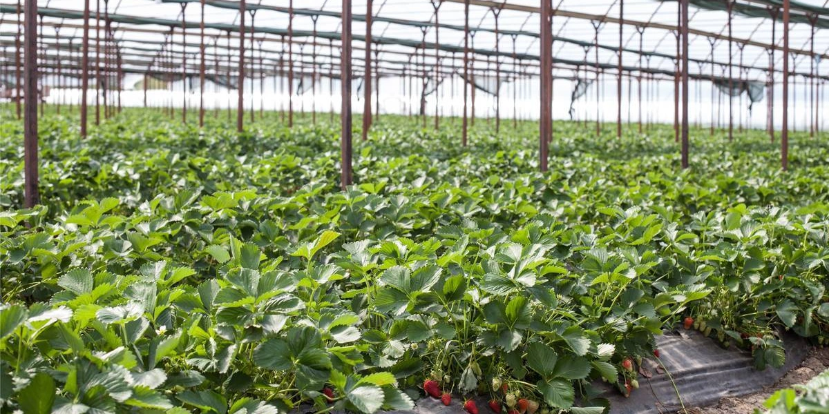 Теплица во время поездки ВкусВилла в Белореченск в 2019 году