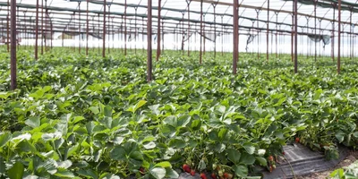 Теплица во время поездки ВкусВилла в Белореченск в 2019 году