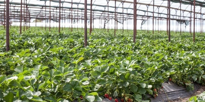 Теплица во время поездки ВкусВилла в Белореченск в 2019 году