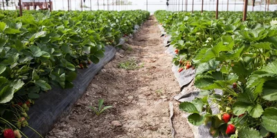 Теплица во время поездки ВкусВилла в Белореченск в 2019 году