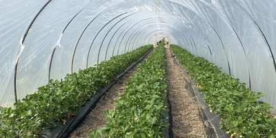 Как в Краснодарском крае выращивают клубнику для ВкусВилла