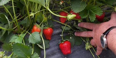 Как в Краснодарском крае выращивают клубнику для ВкусВилла