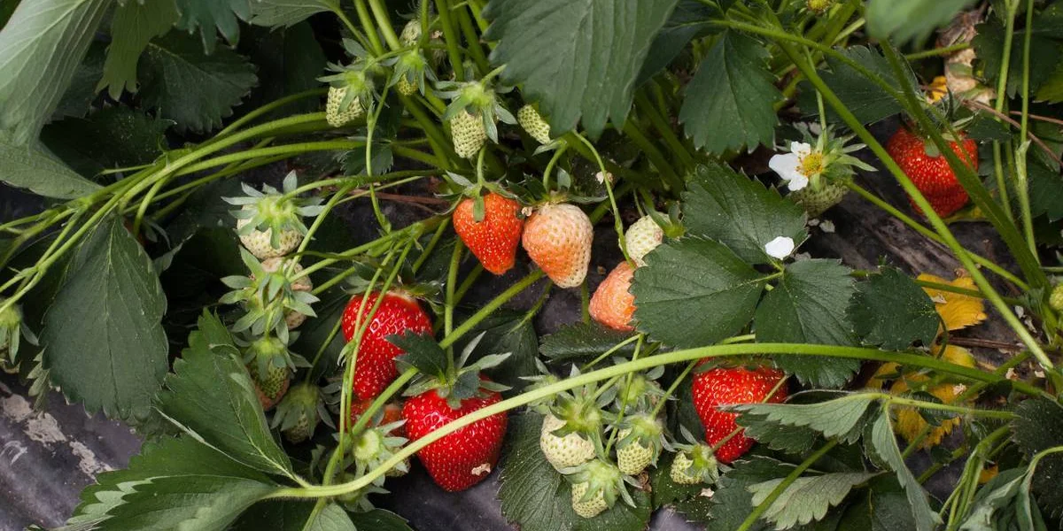 Как в Краснодарском крае выращивают клубнику для ВкусВилла