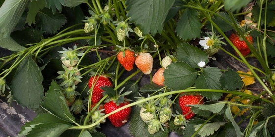 Как в Краснодарском крае выращивают клубнику для ВкусВилла
