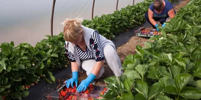 Рабочий день у сборщиков клубники начинается на рассвете