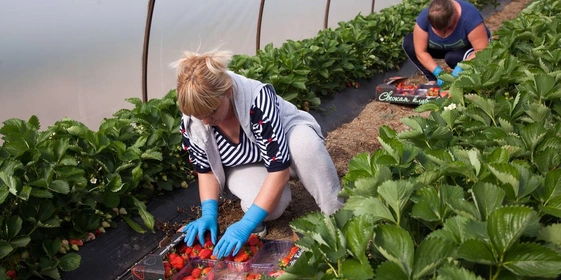 Рабочий день у сборщиков клубники начинается на рассвете