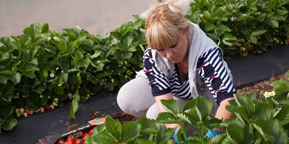 Рабочий день у сборщиков клубники начинается на рассвете