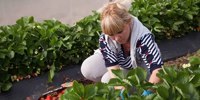 Рабочий день у сборщиков клубники начинается на рассвете