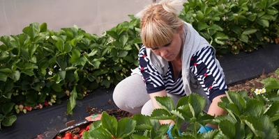 Рабочий день у сборщиков клубники начинается на рассвете