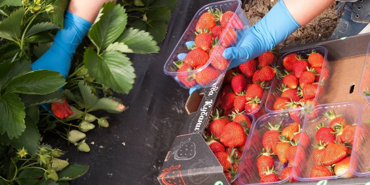 Рабочий день у сборщиков клубники начинается на рассвете