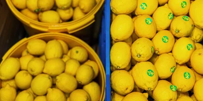 Для лимонного сорбета сначала готовят сок, выжимая его из свежих лимонов