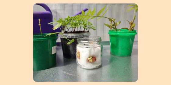 Экохобби вместо&nbsp;психолога: зачем горожанину грядки 