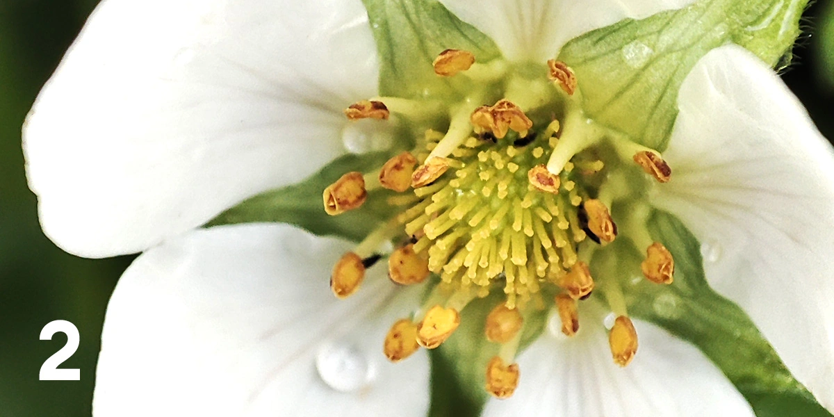 Экохобби вместо&nbsp;психолога: зачем горожанину грядки 