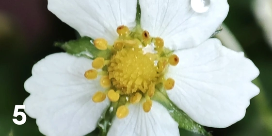 Экохобби вместо&nbsp;психолога: зачем горожанину грядки 