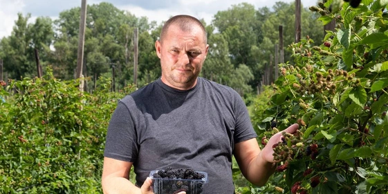 Ежевичное царство: как выращивают эту ягоду и чем она полезна