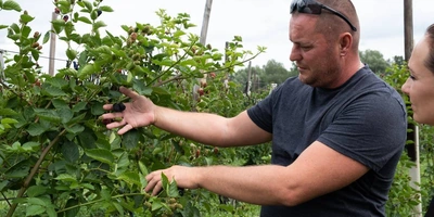 Ежевичное царство: как выращивают эту ягоду и чем она полезна
