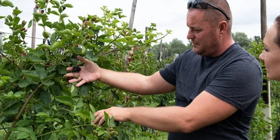 Ежевичное царство: как выращивают эту ягоду и чем она полезна
