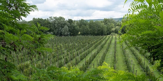 Ежевичное царство: как выращивают эту ягоду и чем она полезна