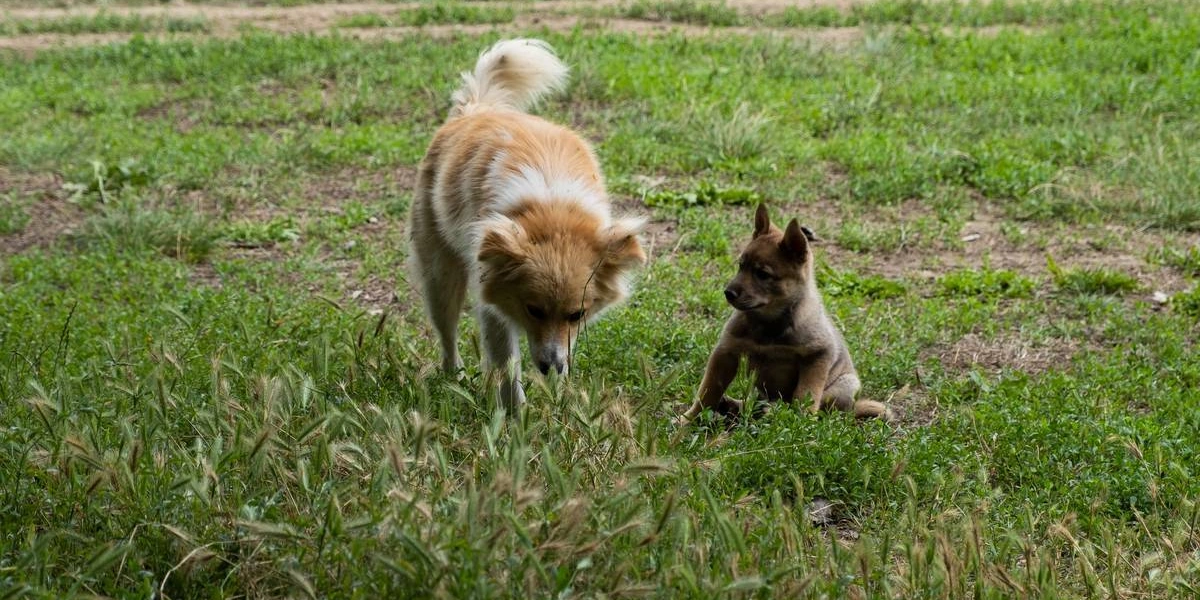 Ежевичное царство: как выращивают эту ягоду и чем она полезна