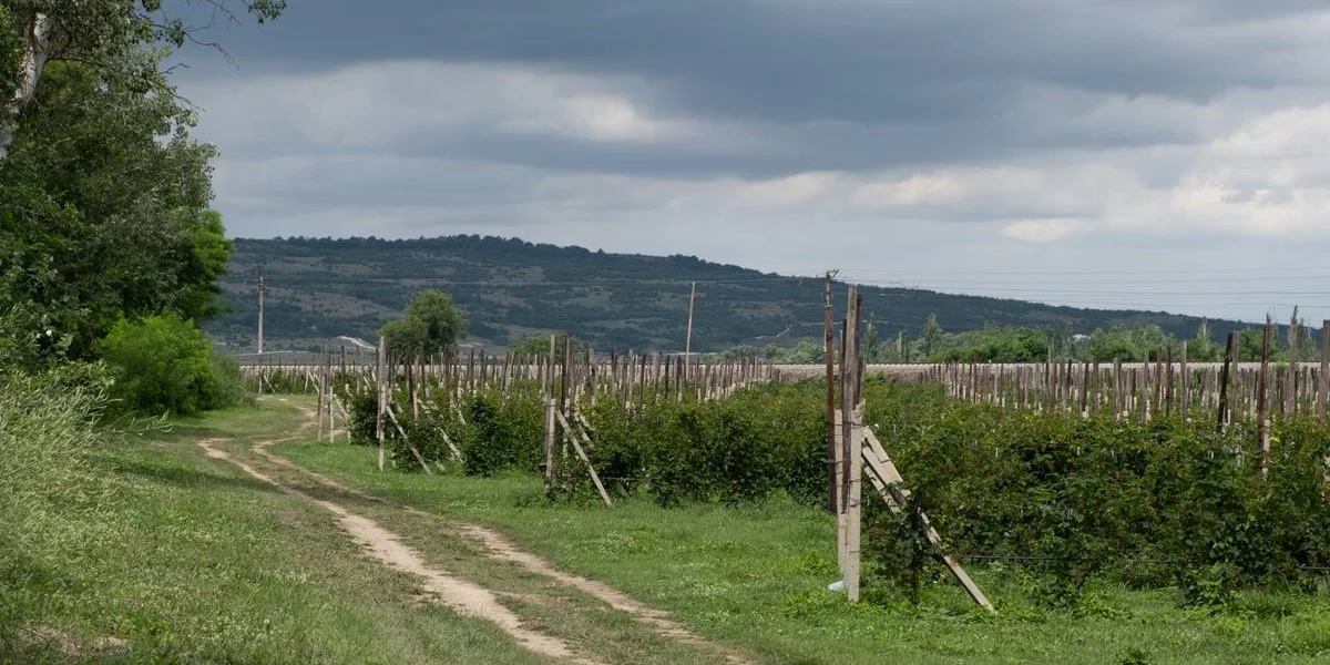 Ежевичное царство: как выращивают эту ягоду и чем она полезна