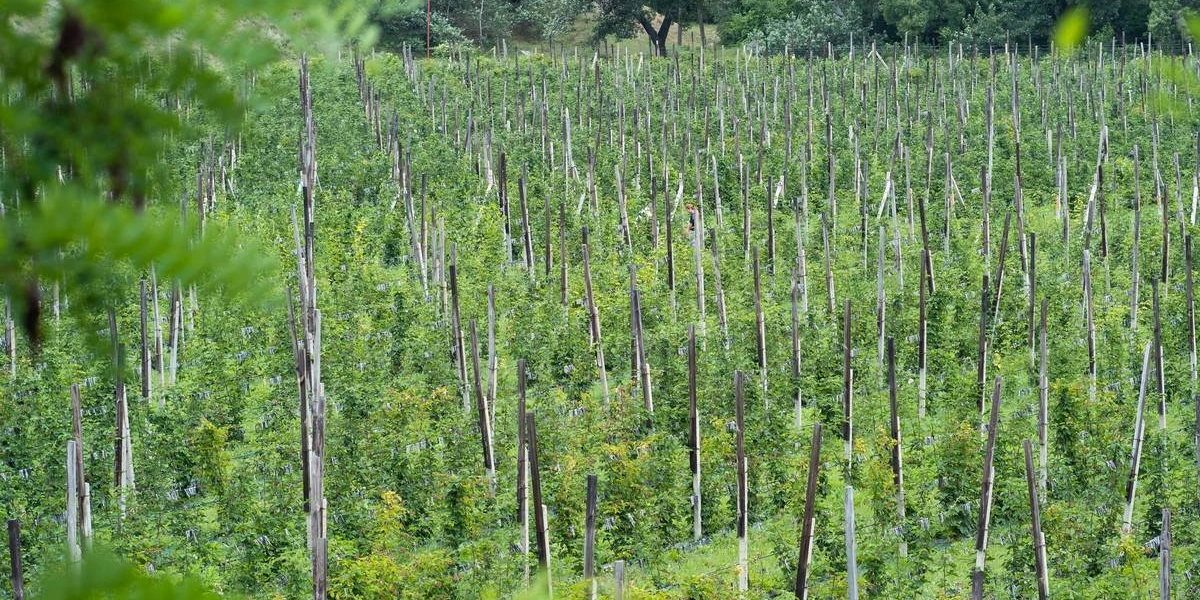 Ежевичное царство: как выращивают эту ягоду и чем она полезна