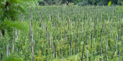 Ежевичное царство: как выращивают эту ягоду и чем она полезна