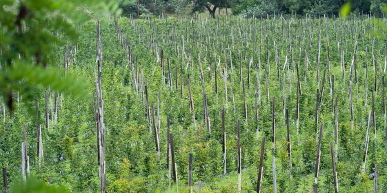 Ежевичное царство: как выращивают эту ягоду и чем она полезна