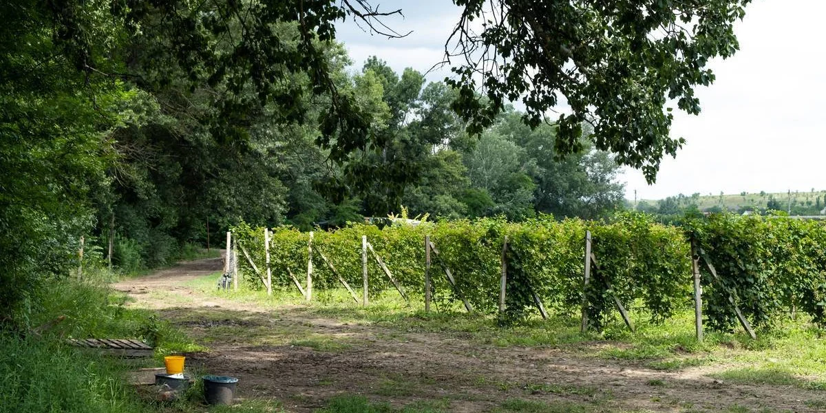 Ежевичное царство: как выращивают эту ягоду и чем она полезна