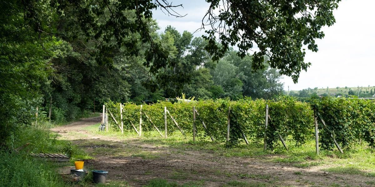 Ежевичное царство: как выращивают эту ягоду и чем она полезна