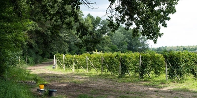 Ежевичное царство: как выращивают эту ягоду и чем она полезна