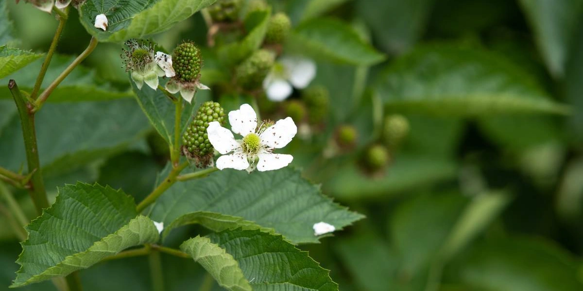 Ягоды ежевики «торнфри» крупные и имеют овальную форму