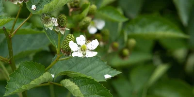 Ягоды ежевики «торнфри» крупные и имеют овальную форму