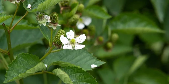 Ягоды ежевики «торнфри» крупные и имеют овальную форму