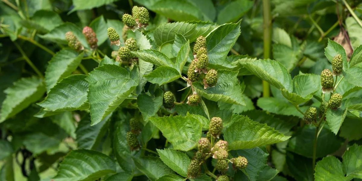 Ягоды ежевики «торнфри» крупные и имеют овальную форму