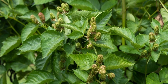 Ягоды ежевики «торнфри» крупные и имеют овальную форму