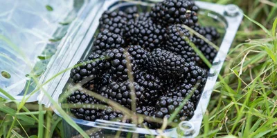 Ранний сорт «натчез» имеет меньшее плодоношение в отличие от двух других сортов. Ягоды крупные, достигают веса 9 грамм. На одной грозди находится 7–9 ягод