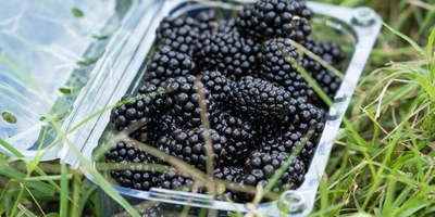 Ранний сорт «натчез» имеет меньшее плодоношение в отличие от двух других сортов. Ягоды крупные, достигают веса 9 грамм. На одной грозди находится 7–9 ягод