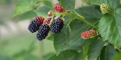 Ранний сорт «натчез» имеет меньшее плодоношение в отличие от двух других сортов. Ягоды крупные, достигают веса 9 грамм. На одной грозди находится 7–9 ягод