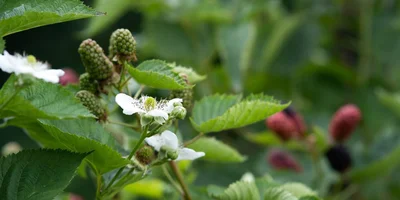 Ранний сорт «натчез» имеет меньшее плодоношение в отличие от двух других сортов. Ягоды крупные, достигают веса 9 грамм. На одной грозди находится 7–9 ягод