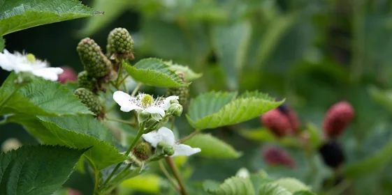 Ранний сорт «натчез» имеет меньшее плодоношение в отличие от двух других сортов. Ягоды крупные, достигают веса 9 грамм. На одной грозди находится 7–9 ягод