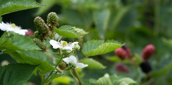 Ранний сорт «натчез» имеет меньшее плодоношение в отличие от двух других сортов. Ягоды крупные, достигают веса 9 грамм. На одной грозди находится 7–9 ягод