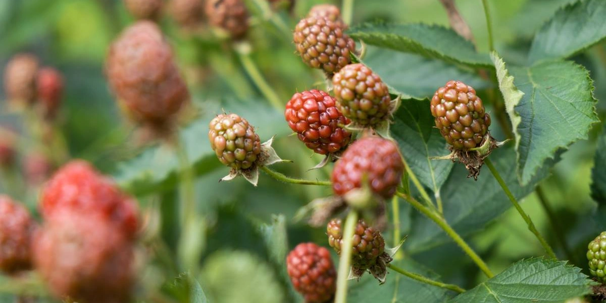 «Аучита» — чёрная икра в мире ежевики 