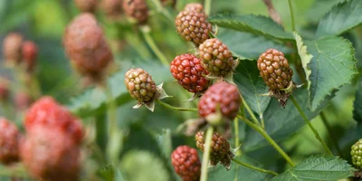 «Аучита» — чёрная икра в мире ежевики 