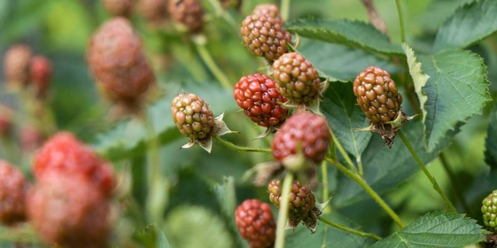 «Аучита» — чёрная икра в мире ежевики 