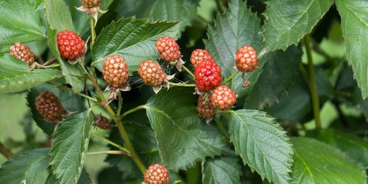 «Аучита» — чёрная икра в мире ежевики 